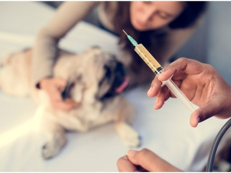 Top 5 Reasons to Vaccinate Your Pet Now & How to Schedule It