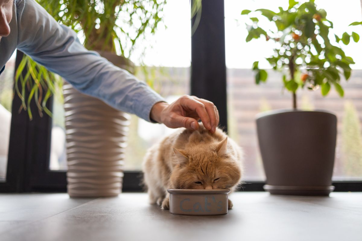 A Complete Guide to Senior Cat Nutrition and Dietary Needs