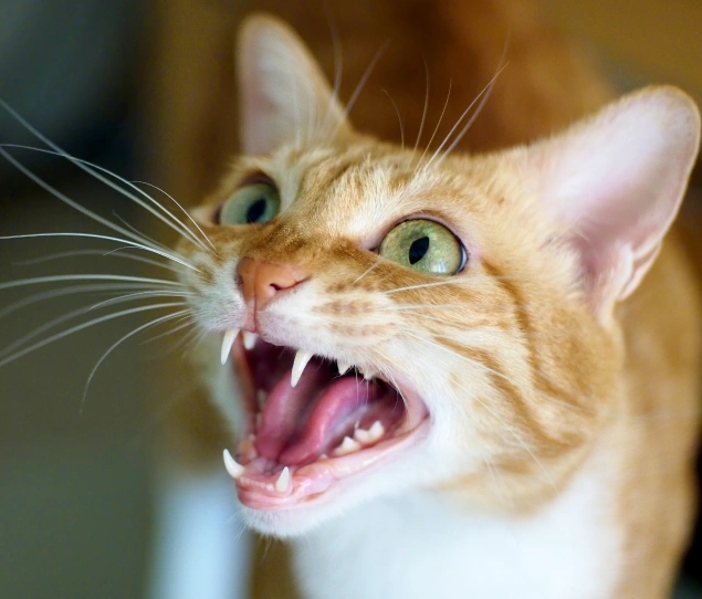 Ready to Give Your Cat a Healthier Mouth?