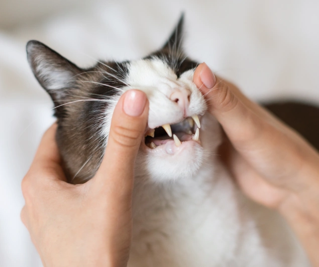 Cat Dental Services