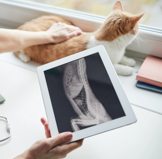 Cat Diagnostic Care