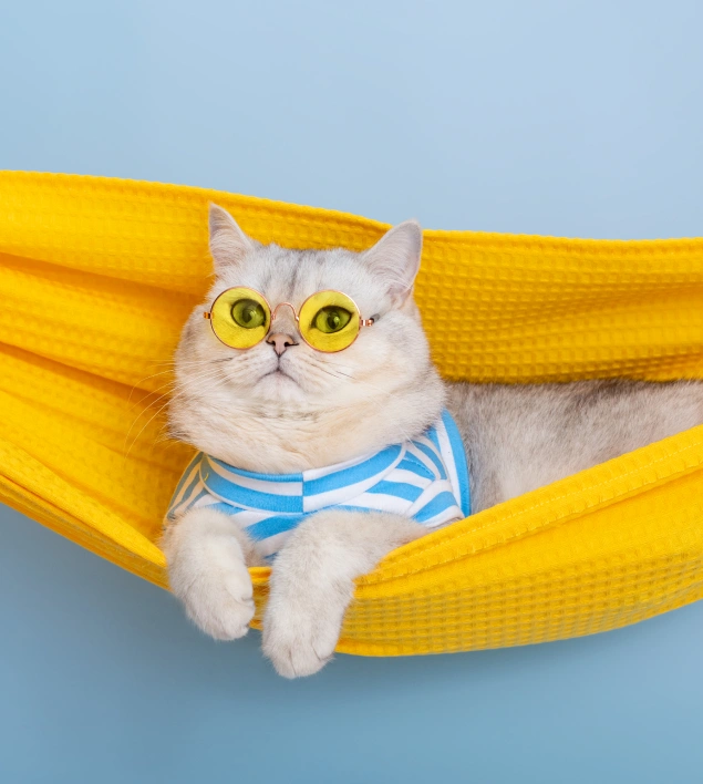 Cat Pain Management