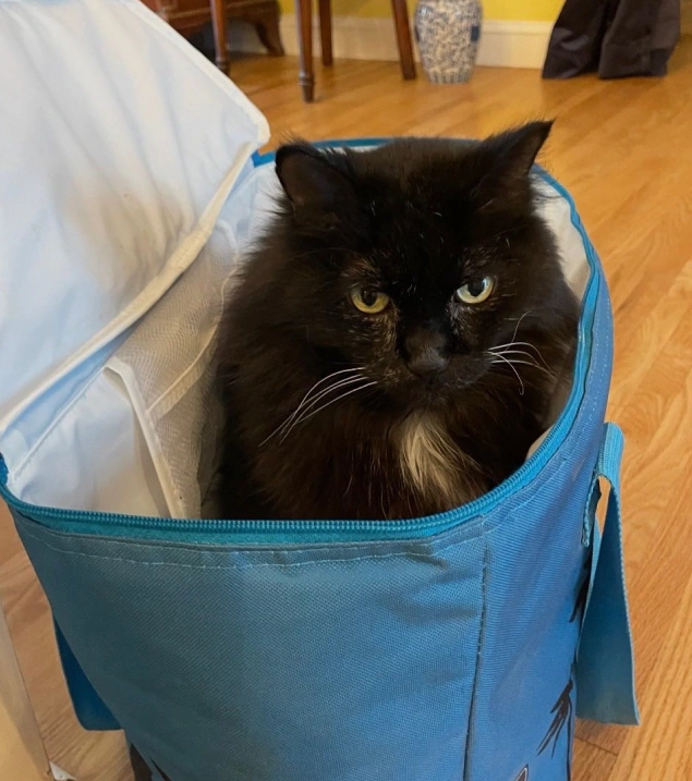Cat Preventive Care