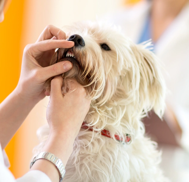 Benefits of Routine Dental Cleanings
