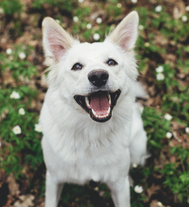 Dog Dental Services