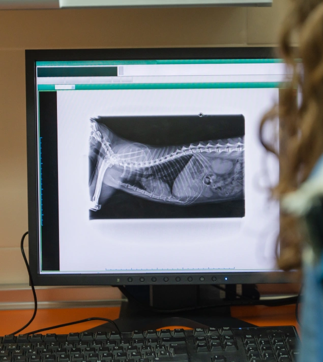 Dog Diagnostic Care