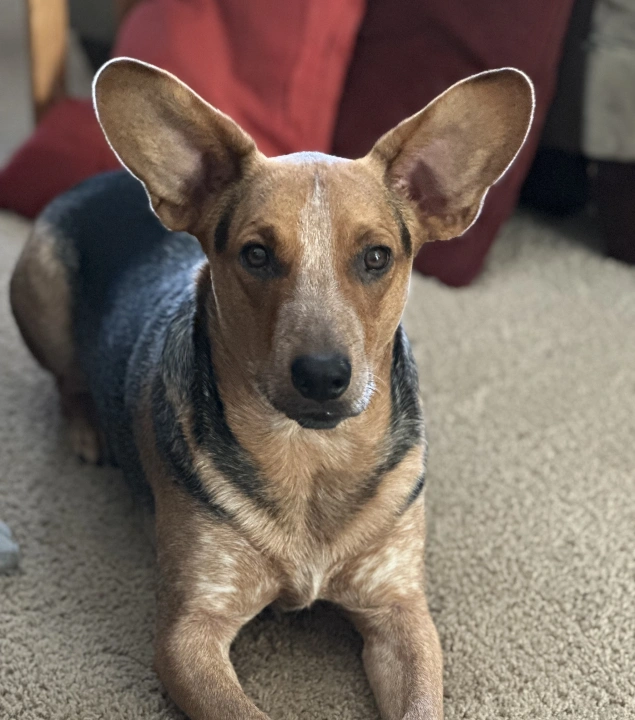 Dog Pain Management