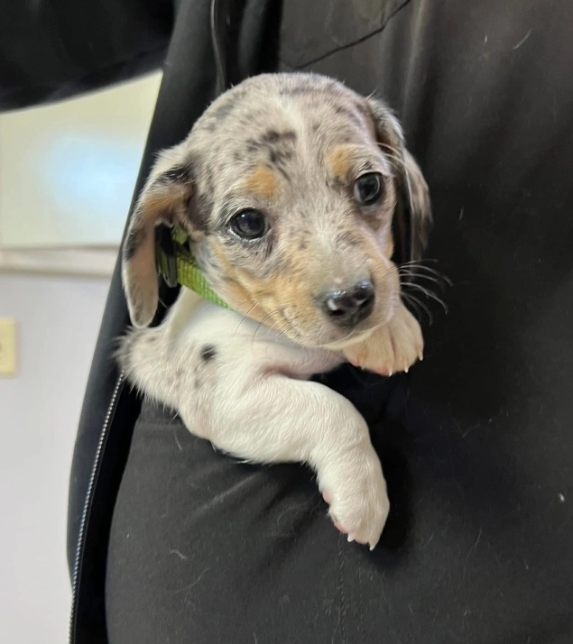 Puppy Care