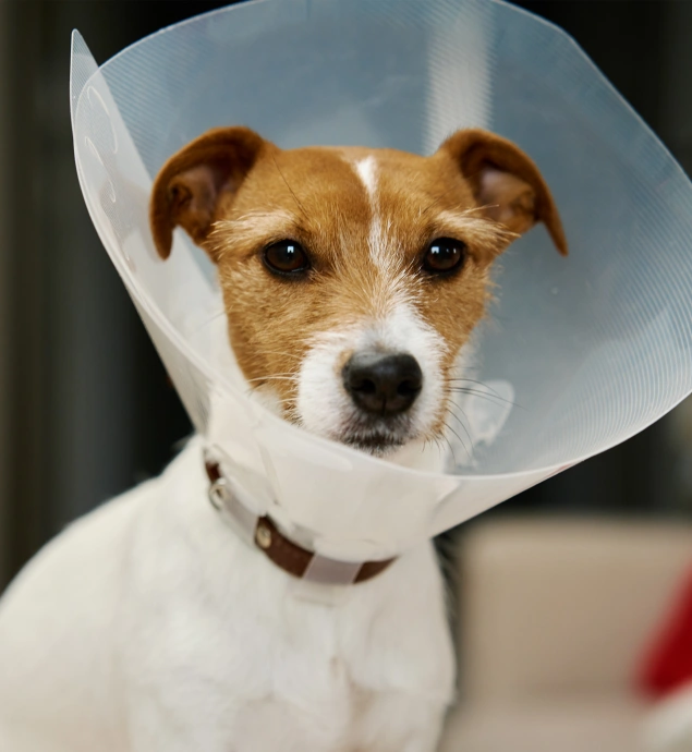 Dog Surgery