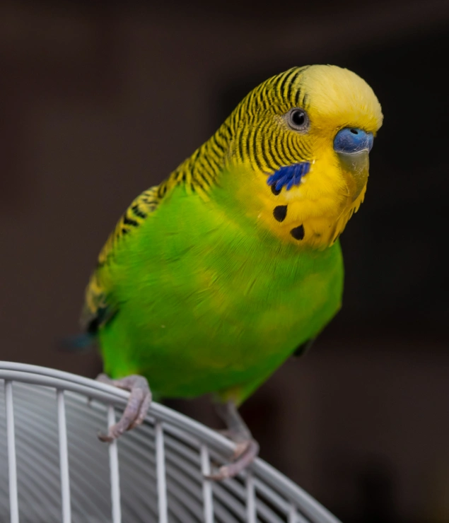 Exotic Pet Care