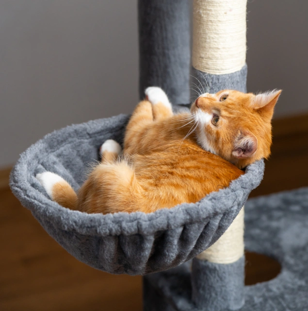 Grooming and Daily Care That Keeps Them Comfortable