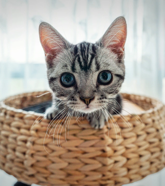 Kitten Care