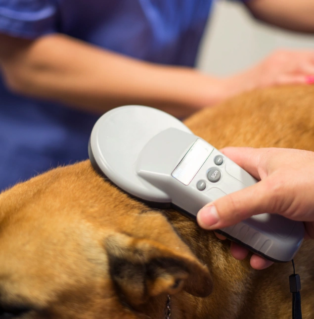 Microchipping for Added Safety