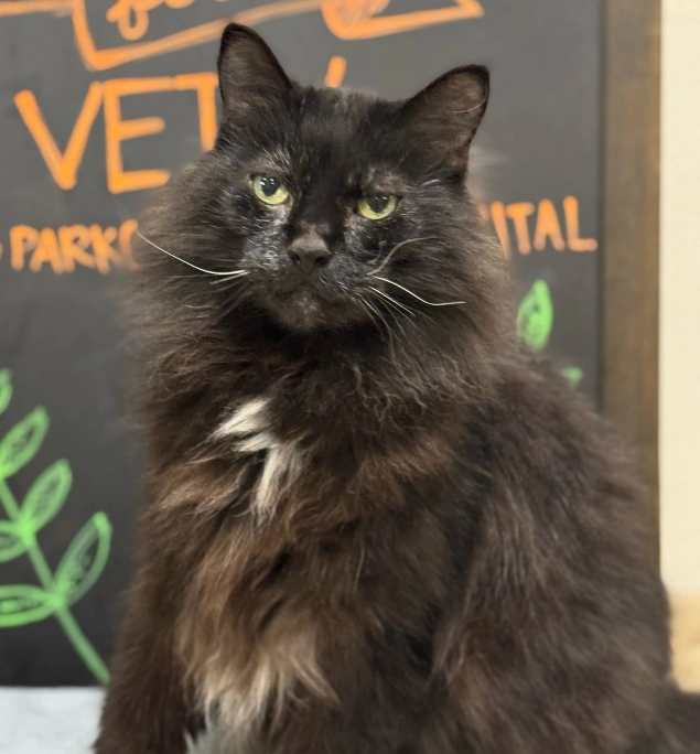 Senior Cat Care