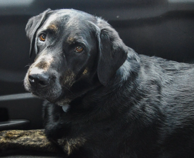 Daily Habits That Keep Your Dog Stable