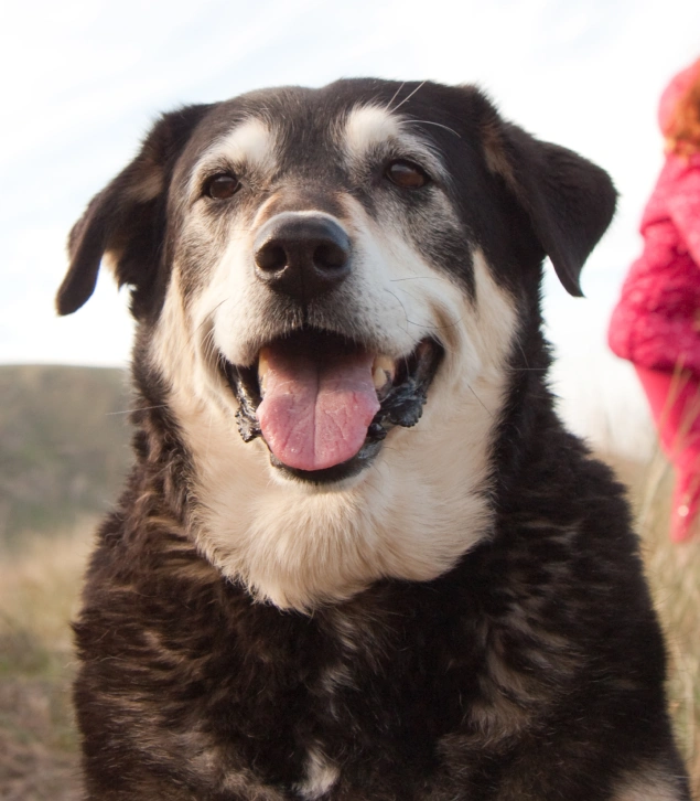 Senior Dog Care