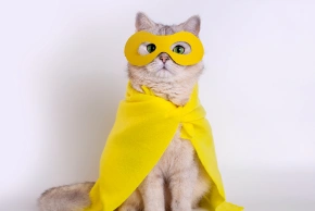 Cat Dental Services