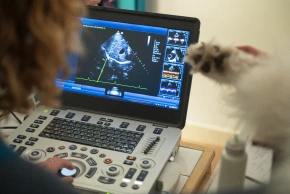 Cat Diagnostic Care