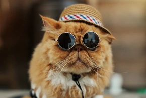 Cat Pain Management