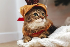 Cat Preventative Care