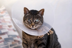 Cat Surgery