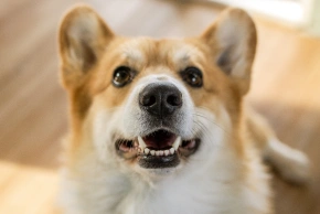 Dog Dental Services