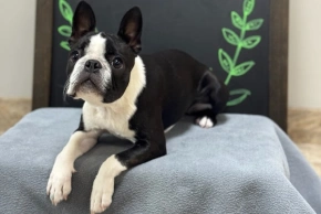 Dog Pain Management