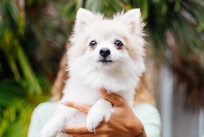Dog Preventative Care