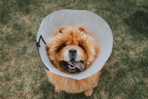 Dog Surgery