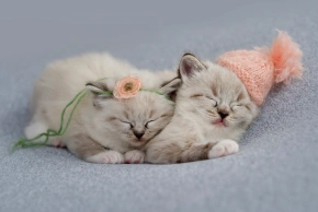 Kitten Care