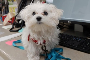 Puppy Care