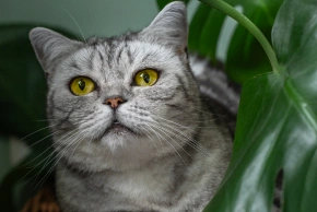 Senior Cat Care