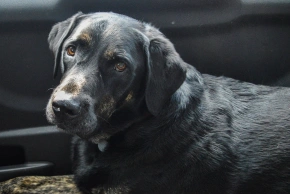 Senior Dog Care