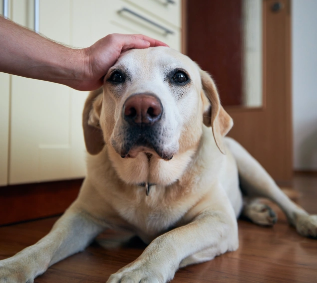Supporting Your Dog at Home