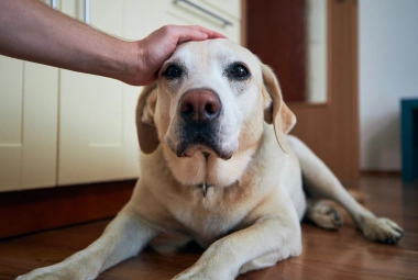 urgent pet care