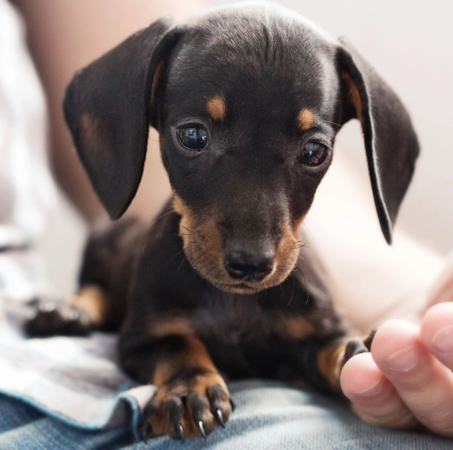 Close-up of a black and tan dachshund puppy being gently held by a person's hand