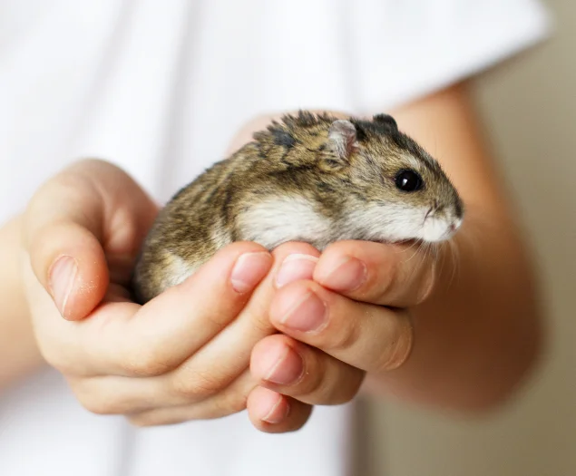 Small Pets Need Close Watching
