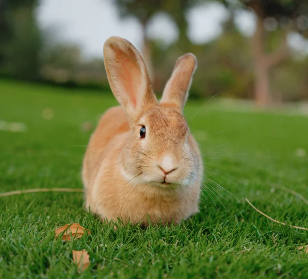 Thoughtful Care for Your Rabbit’s Everyday Health