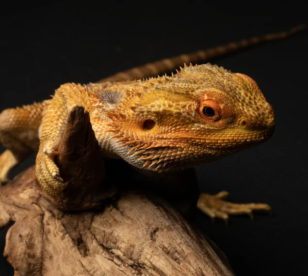 Supporting Healthy Reptiles from Head to Tail